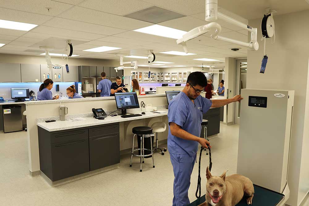 Practice area with tech weighing dog at automated lift scale. Doctors and staff in background treating other patients