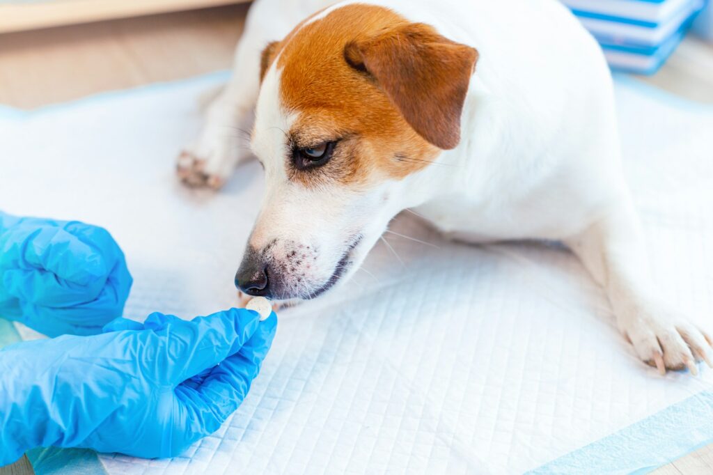 A vet doctor giving pill to dog Jack Russell Terrier at the veterinary clinic.